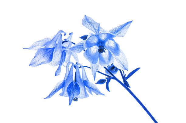 耧斗菜花束在白色孤立的背景上图片下载