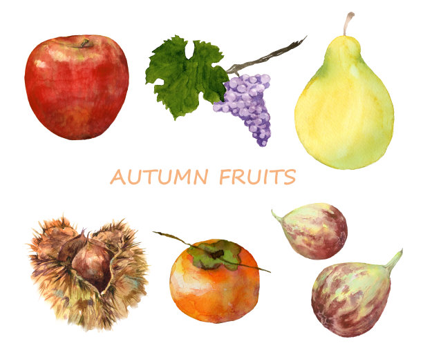 水彩画秋天水果落座图片下载