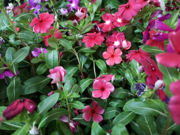 Cayenne Jasmine，长春花，Catharanthus rosea，马达加斯加长春花，长春花，夹竹桃科名花粉红色的颜色春天在花园上模糊的自然背景图片下载
