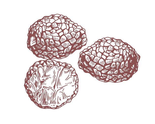 勾画黑松露块茎组成图片下载