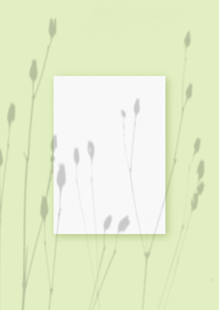 自然光将植物的阴影投射在一张白色纹理的垂直纸上，躺在绿色纹理的背景上。模型图片下载