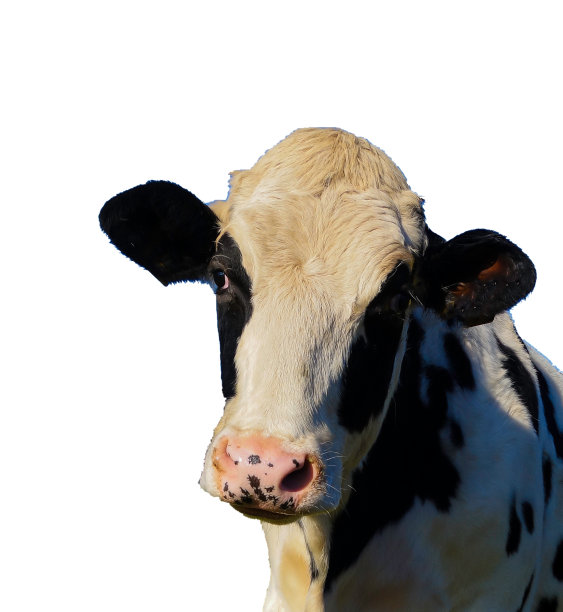 有趣的奶牛脸白色背景图片下载