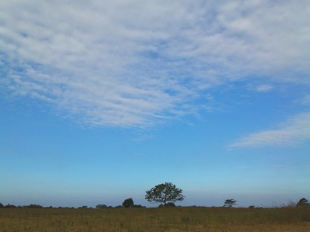 一个树图片下载