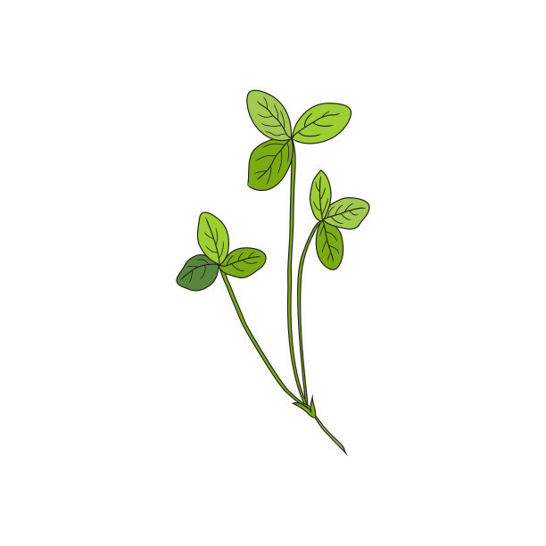 红色三叶草、三叶草野地花朵隔离在白色上，植物手绘涂鸦墨水矢量彩色插图，用于设计包装茶叶、化妆品、药品、贺卡、婚礼请柬图片下载