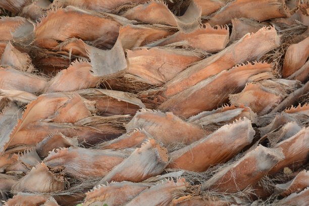 棕榈树干纹理背景特写图片下载