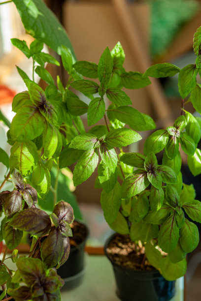 新鲜的绿色罗勒在花盆里生长在家里的阳台上。绿色的树叶图片下载