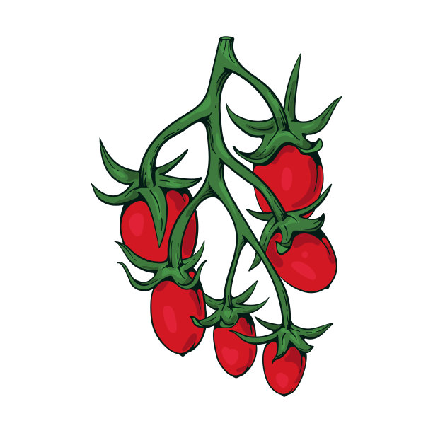 矢量番茄图形彩色插图。图片下载