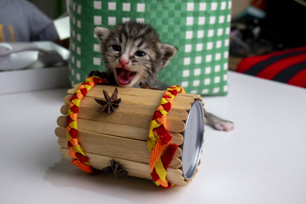 小猫咪特写照片，手工艺品装饰，绿色篮子为背景图片下载