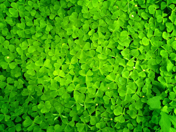 三叶草的背景图片下载