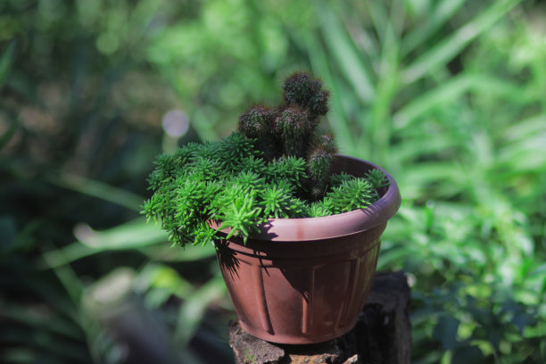 迷你仙人掌与小红刺在红花盆在后院的家庭装饰图片下载