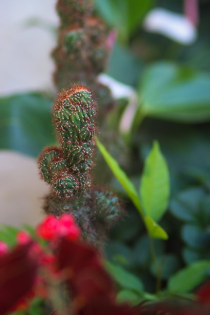 后院红盆上长着小红刺的迷你仙人掌。图片下载