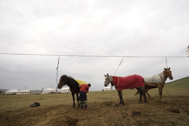 蒙古草原上有很好的草和马图片下载