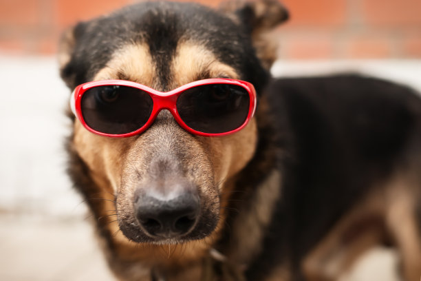 一只戴着太阳镜的狗狗近距离看着相机图片下载