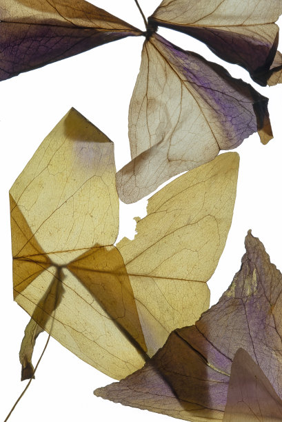 红叶压干图片下载