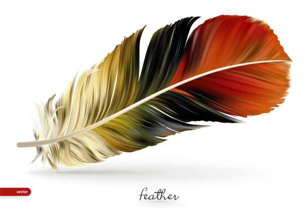 逼真的羽毛-矢量插图。白色背景隔离图片下载