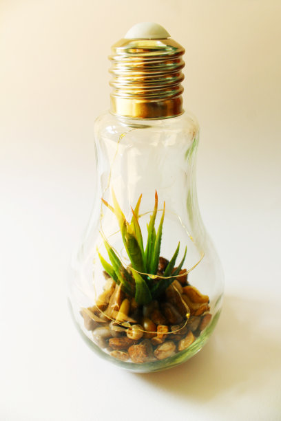 白色背景上有植物和鹅卵石的可持续灯泡图片下载