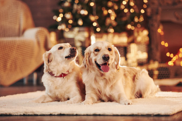 两只可爱的金毛猎犬在一起。庆祝新的一年图片下载