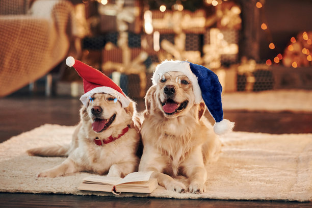 在圣诞老人的帽子。两只可爱的金毛猎犬在一起。庆祝新的一年图片下载