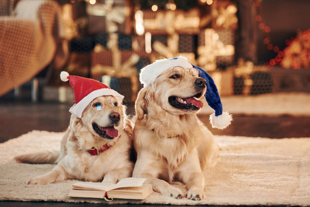 圣诞节的概念。两只可爱的金毛猎犬在一起。庆祝新的一年图片下载