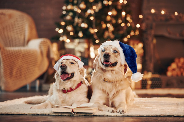 圣诞节的概念。两只可爱的金毛猎犬在一起。庆祝新的一年图片下载