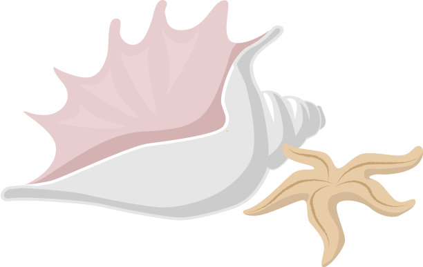 贝壳和海星为夏季设计明信片图片下载