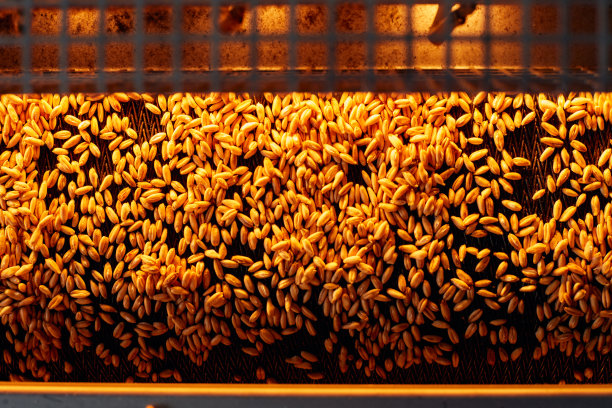 在输送机上干燥小麦颗粒的机器图片下载