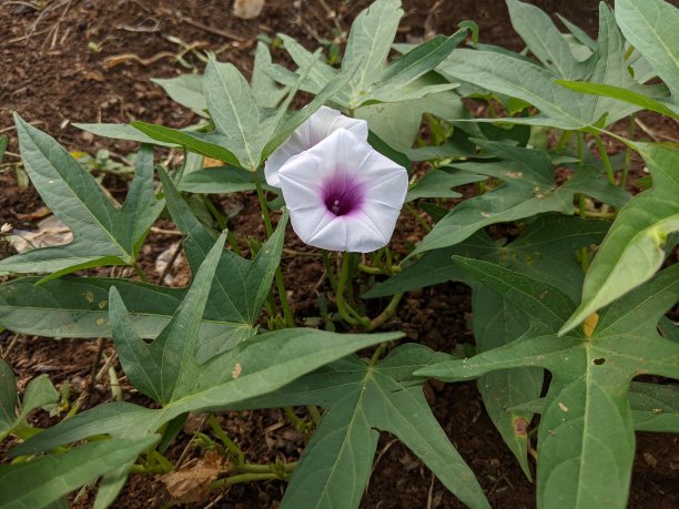 红薯植物花的照片，红薯的学名是Ipomoea batata图片下载