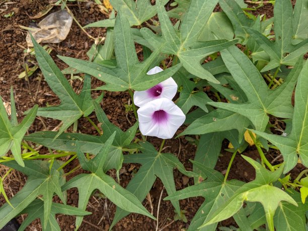 红薯植物花的照片，红薯的学名是Ipomoea batata图片下载