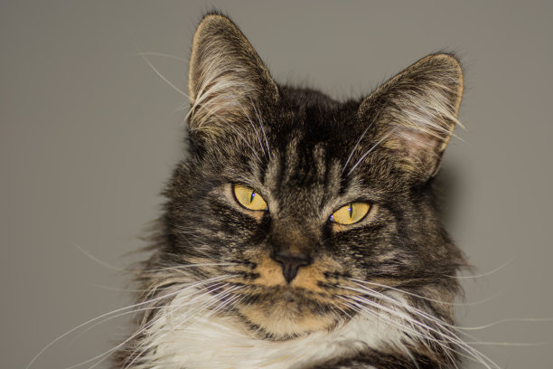 可爱的毛茸茸的缅因猫躺着，直视镜头图片下载