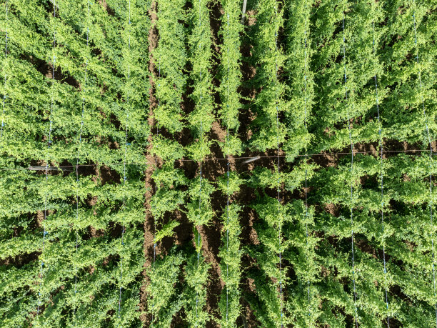 俯视图中的啤酒花种植园图片下载