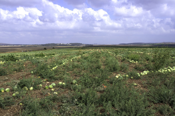 农业田地里成熟西瓜的景色图片下载