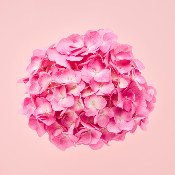 粉红色的霍坦花或绣球花在粉红色的背景上。平躺图片下载