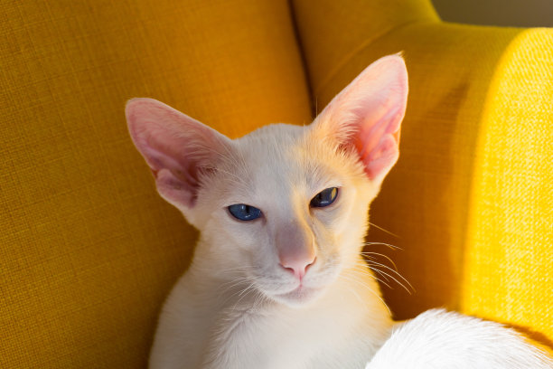东方短毛白猫坐在黄色的扶手椅上图片下载