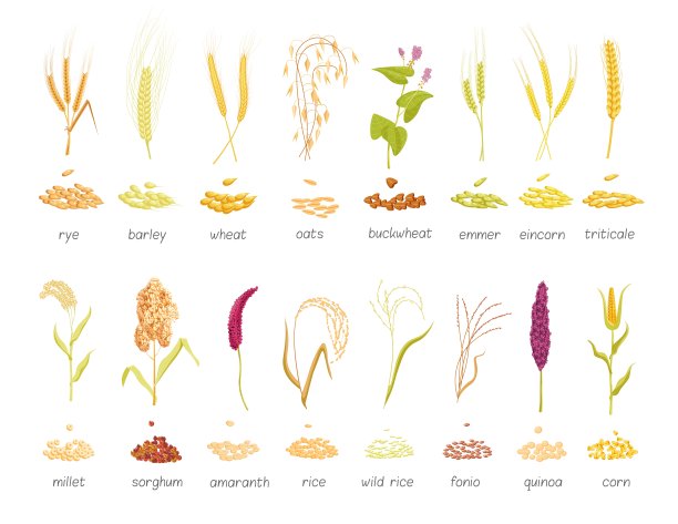 谷类植物和种子农业作物孤立集图片下载