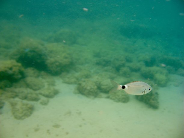 一条鱼在海里游图片下载