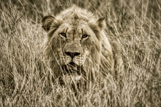 南非的狮子图片下载
