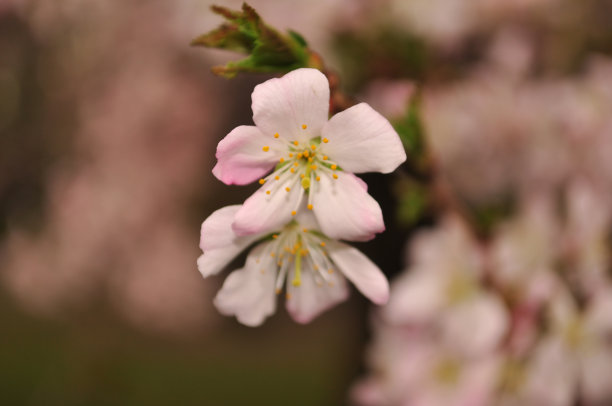 美丽的粉红色樱花在春天阳光明媚的日子里盛开图片下载