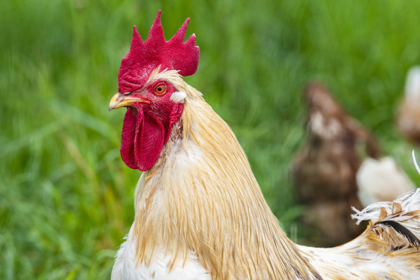 户外放养的鸡图片下载