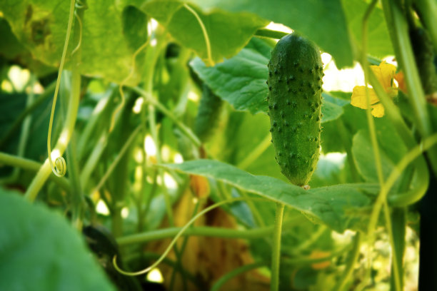 带卷须的成熟小黄瓜图片下载