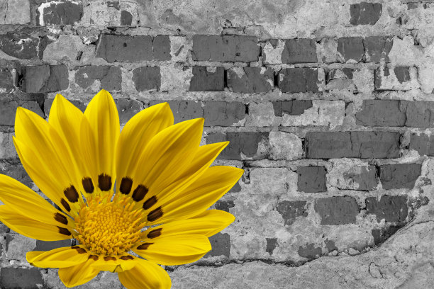 古老的黑白砖痕、裂痕和黄花图片下载