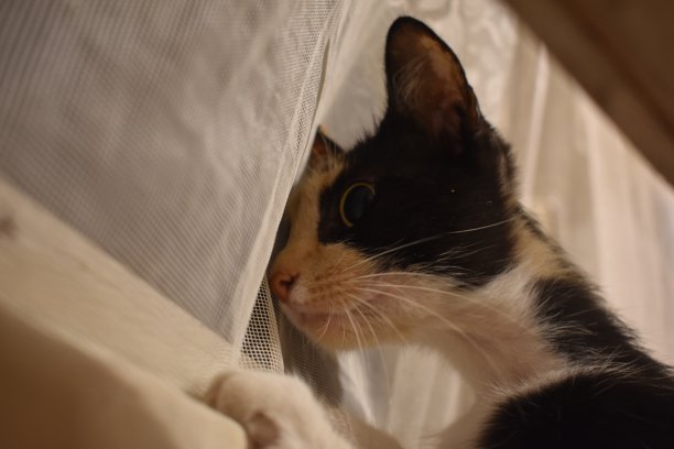 猫的好奇心。图片下载