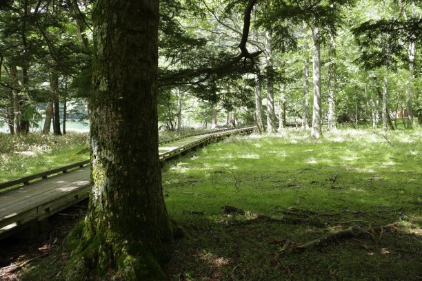 在森林里散步图片下载