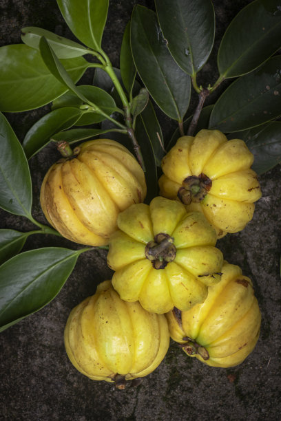 加西尼亚古米图片下载