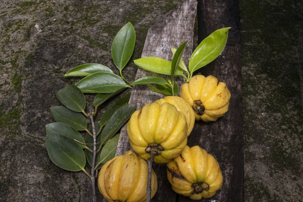 加西尼亚古米图片下载