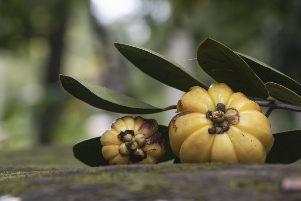 加西尼亚古米图片下载