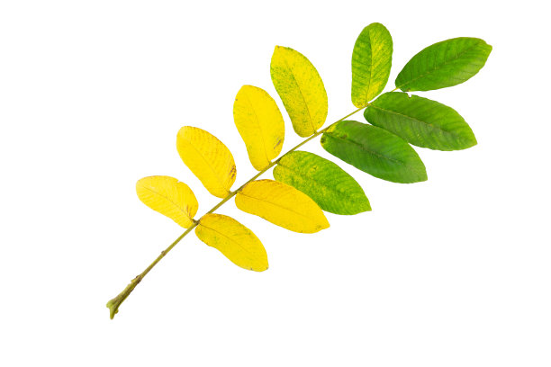 黄色和金黄色到绿色梯度核桃叶在秋天孤立在白色的背景图片下载