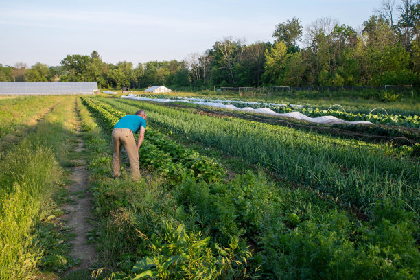 健康的老人检查一排排田园诗般的温室背景蔬菜花园图片下载