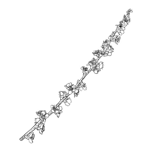手绘孤立的樱花树枝。春天的樱花花插图黑白。日本国花。樱花棒棒树，花蕾绽开。向量。图片下载
