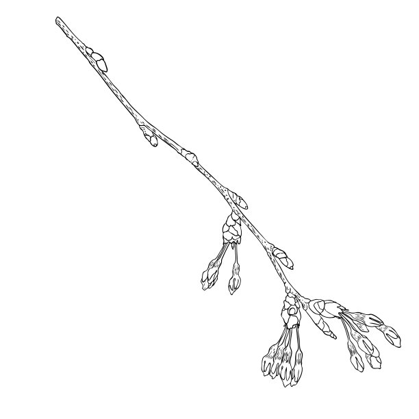 手绘孤立的樱花树枝。春天的樱花花插图黑白。日本国花。樱花棒棒树，花蕾绽开。向量。图片下载