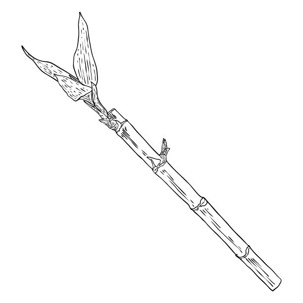 竹茎带叶。日本或中国植物素描风格的素描元素。亚洲丛林树种。用树叶粘树枝。竹草东方热带植物小枝。向量。图片下载